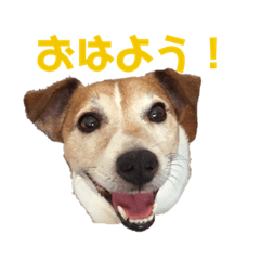 [LINEスタンプ] 犬のラビ