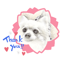 [LINEスタンプ] チワワだワン