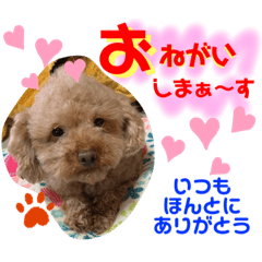 [LINEスタンプ] トイプードル（晴明）7