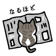 [LINEスタンプ] 使いやすい♡白キジ猫スタンプ