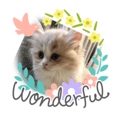 [LINEスタンプ] ねこのさくらちゃんと仲間たち
