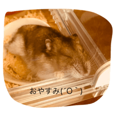 [LINEスタンプ] 可愛い動物達、犬、猫、ハムスター