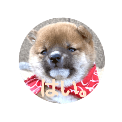 [LINEスタンプ] 豆柴のさくら