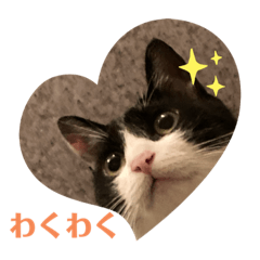 [LINEスタンプ] ハチワレはっちゃん815