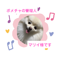 [LINEスタンプ] ポメポメ祭り