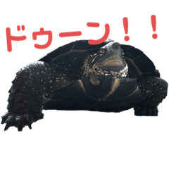 [LINEスタンプ] チロ＆マロの亀スタンプ