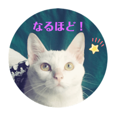 [LINEスタンプ] 白猫のメリーさん part4