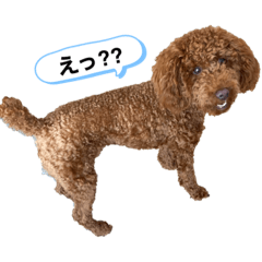 [LINEスタンプ] ニコスケ