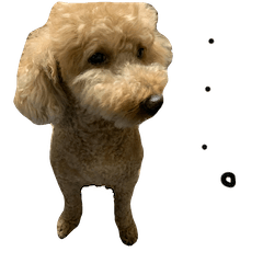 [LINEスタンプ] レオンですこんにちは