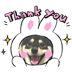 [LINEスタンプ] 黒柴むぎ
