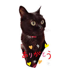 [LINEスタンプ] 黒猫ゴマ