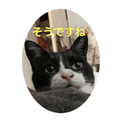 [LINEスタンプ] 猫んズ