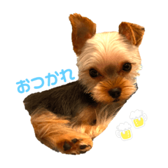 [LINEスタンプ] ぴののきもち