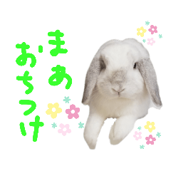 [LINEスタンプ] うさぎのはな  日常スタンプ