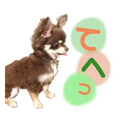 [LINEスタンプ] 八木沢さん家のマルちゃん