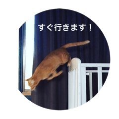 [LINEスタンプ] 猫familyスタンプ2