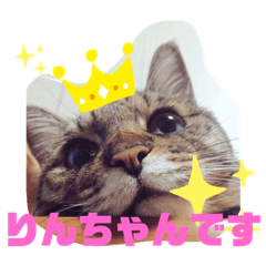 [LINEスタンプ] たなかりんちゃん