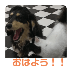 [LINEスタンプ] しーちょこすたんぷ