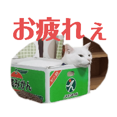 [LINEスタンプ] あいさつはネコちゃんで