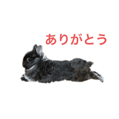 [LINEスタンプ] イブとネル