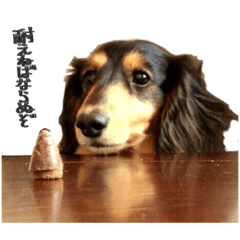 [LINEスタンプ] わんこの言うことにゃ。2