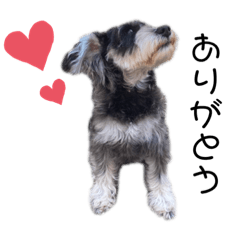 [LINEスタンプ] ミニチュアシュナウザー(ラピスちゃん)