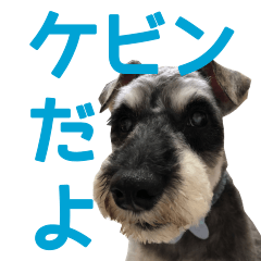 [LINEスタンプ] kevinの日常
