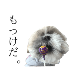 [LINEスタンプ] 僕んちのシーズー2