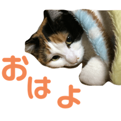 [LINEスタンプ] ちぃこちゃんスタンプ