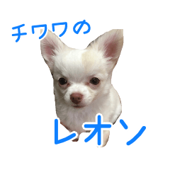 [LINEスタンプ] チワワのレオンの画像（メイン）