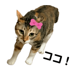 [LINEスタンプ] わたし、ココ！