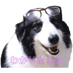 [LINEスタンプ] 礼儀正しいボーダーコリー 夢乃