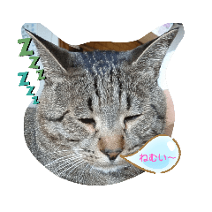 [LINEスタンプ] 猫ふたり1