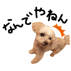 [LINEスタンプ] うちのまろさん。