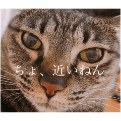 [LINEスタンプ] 我が家の猫(♀)の心の声