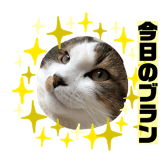 [LINEスタンプ] 長毛マンチカンぶらん3