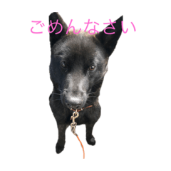 [LINEスタンプ] われのいぬ (甲斐犬)