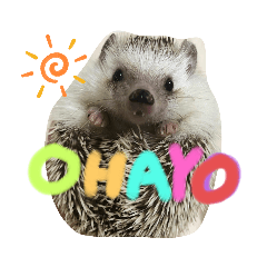 [LINEスタンプ] 瀧井家ハリタヌスタンプ