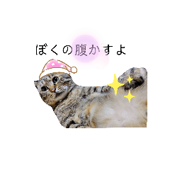 [LINEスタンプ] ニャンともワンダフル