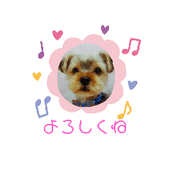 [LINEスタンプ] 垂れ耳ヨーキー小太郎3