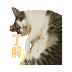 [LINEスタンプ] サバ白まかちゃんスタンプ②
