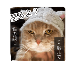 [LINEスタンプ] トトやんfamily stamp 1