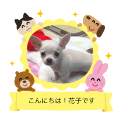 [LINEスタンプ] うちの花子のスタンプ