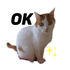 [LINEスタンプ] ねこのみい達