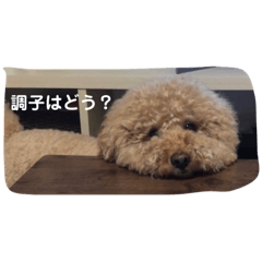 [LINEスタンプ] トイの日常スタンプ2