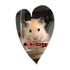 [LINEスタンプ] 僕ベーコン