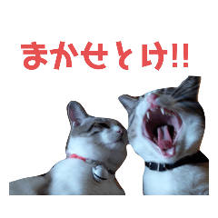 [LINEスタンプ] AKKNスタンプ