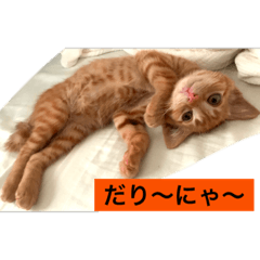[LINEスタンプ] ちゃちゃの気まぐれ