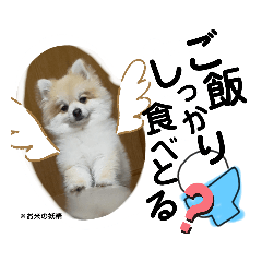 [LINEスタンプ] 癒しのポン太