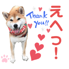 [LINEスタンプ] 柴犬あんず ver.10